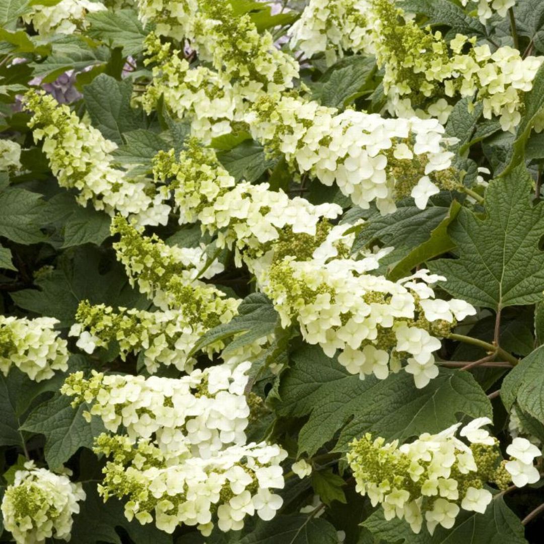 Ellen Huff Oak Leaf Hydrangea