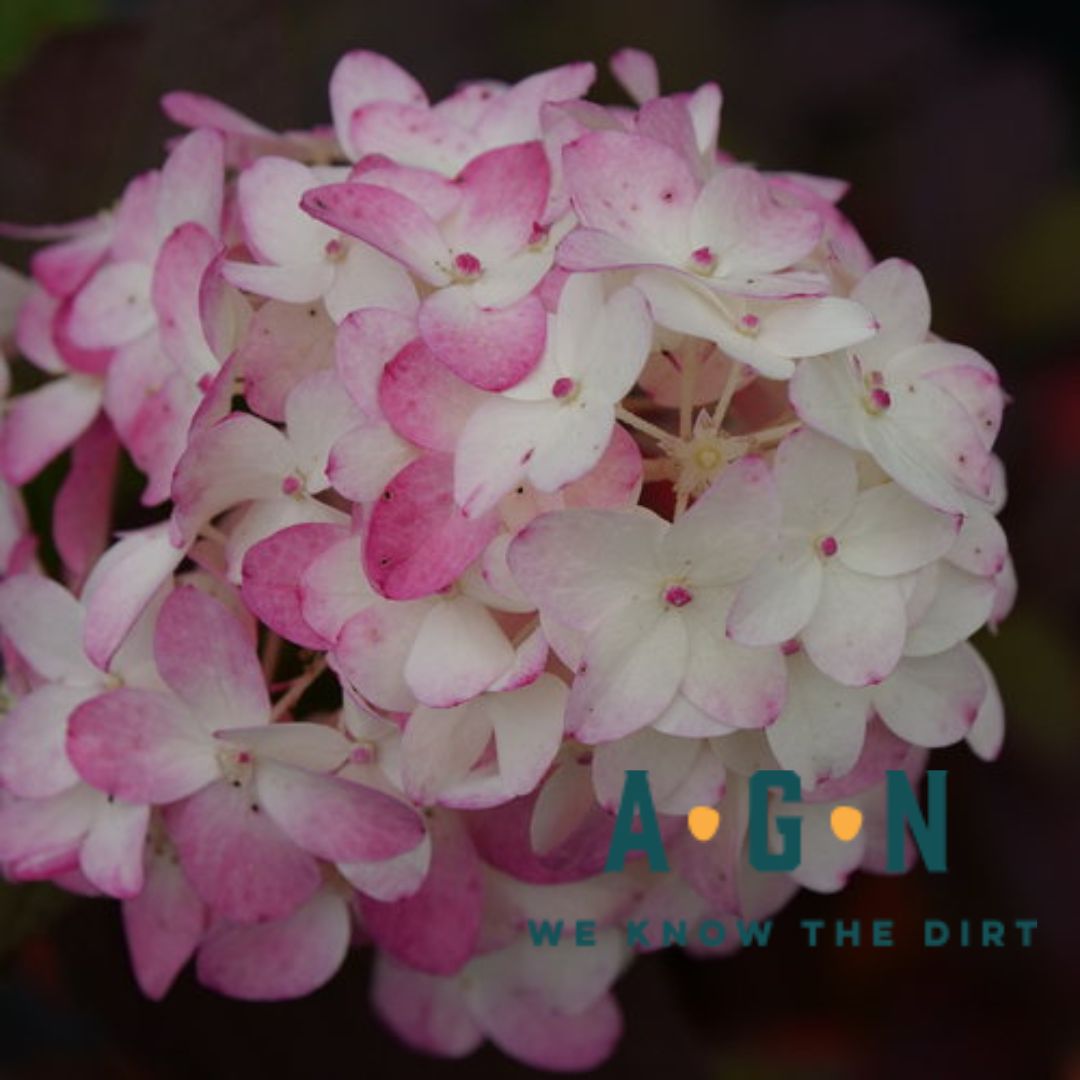 Firelight Tidbit Panicle Hydrangea