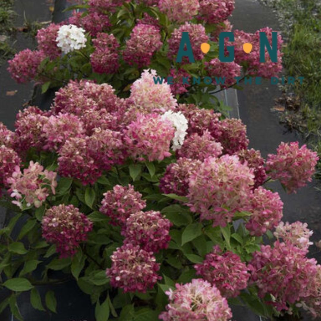 Firelight Tidbit Panicle Hydrangea