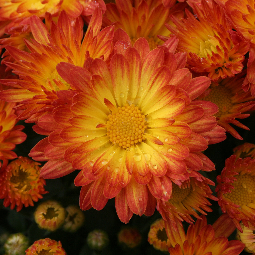 8" Mums