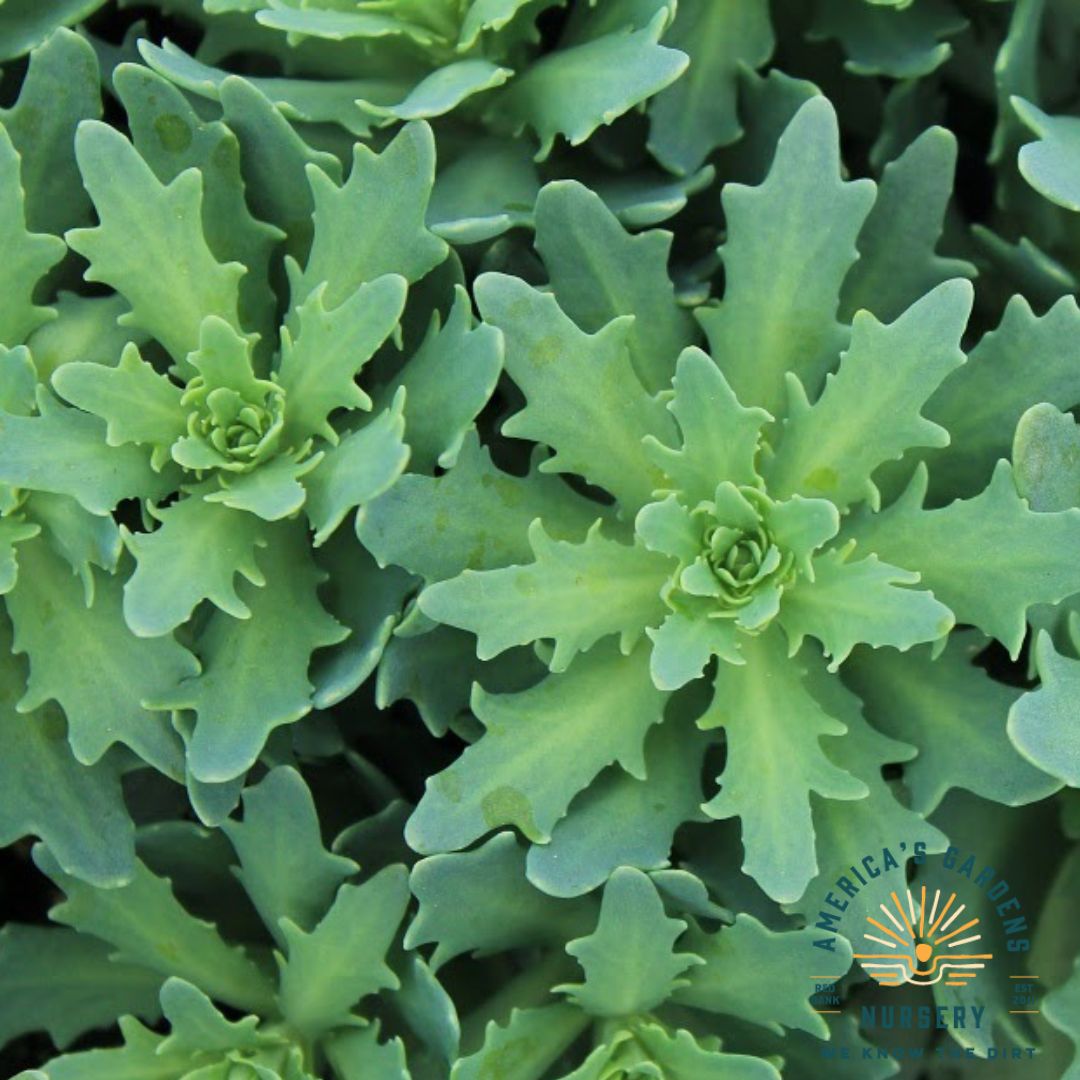 Thundercloud Sedum