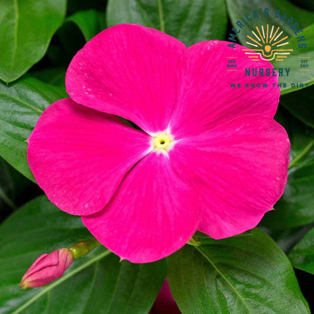 Vinca Cora Cascade