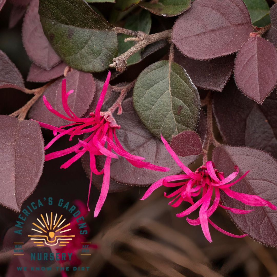 Loropetalum Crimson Fire
