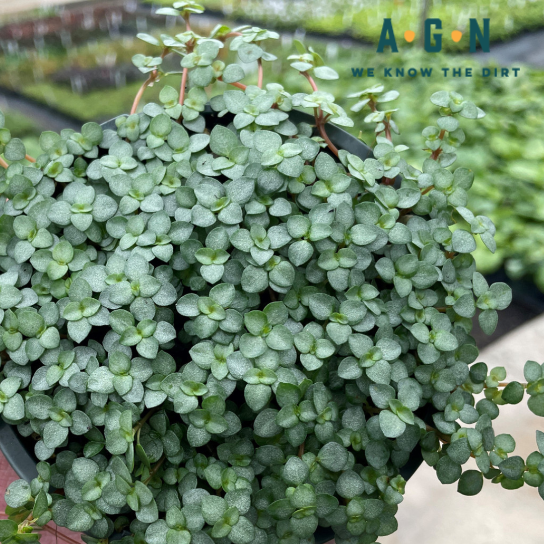 Pilea Glauca "Silver Sparkle"