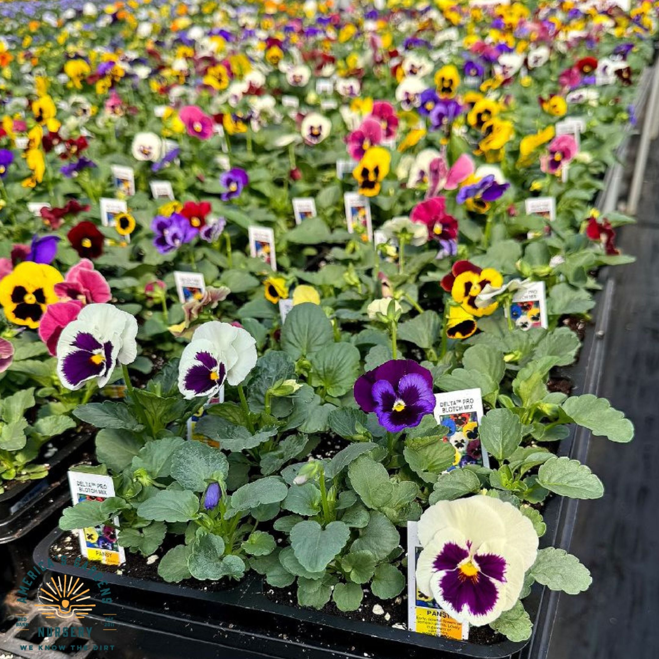 Pansies