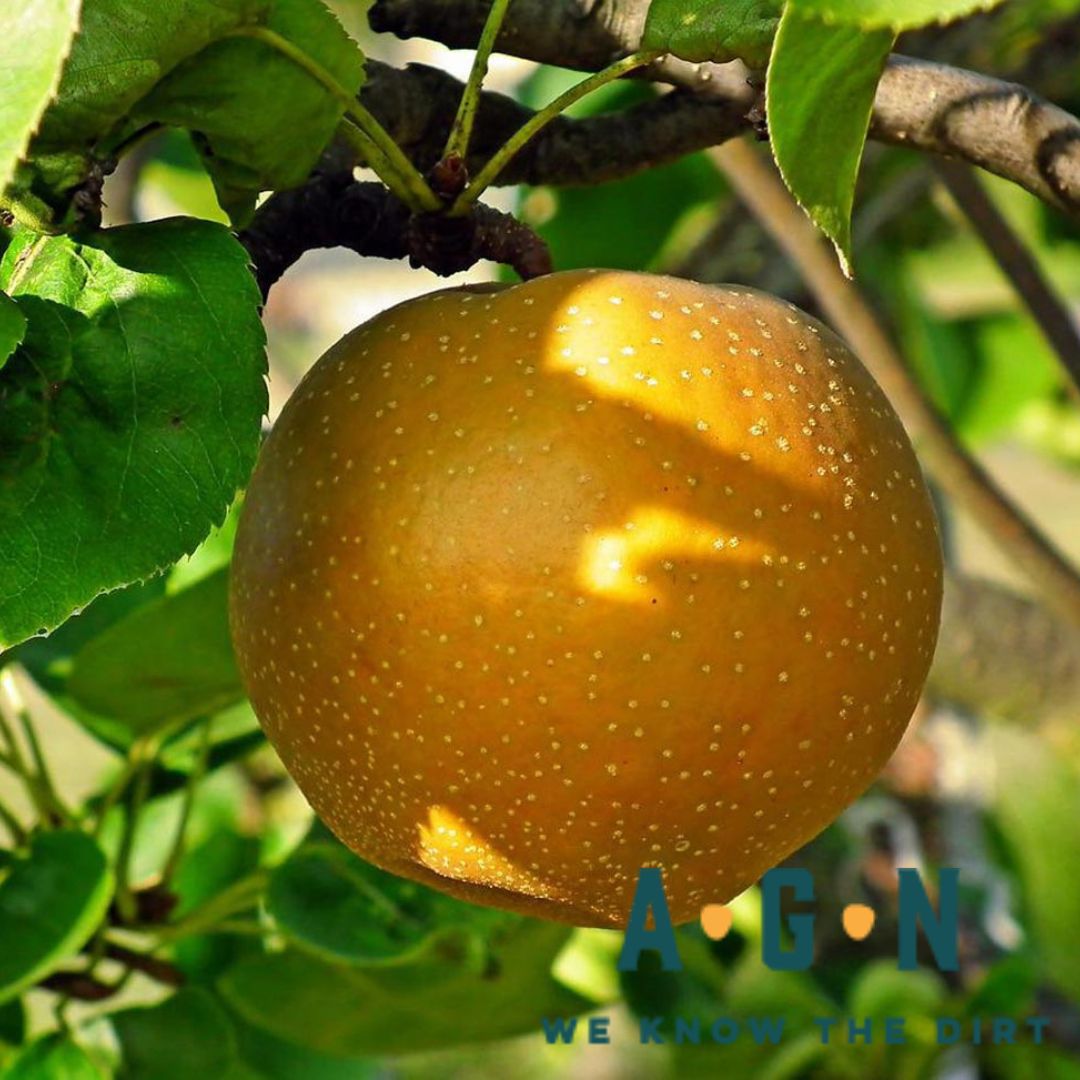 Shinsieki Asian Pear Tree, 5G