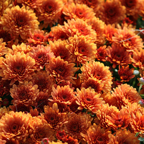 8" Mums