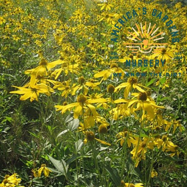 Wild Golden Glow Rudbeckia
