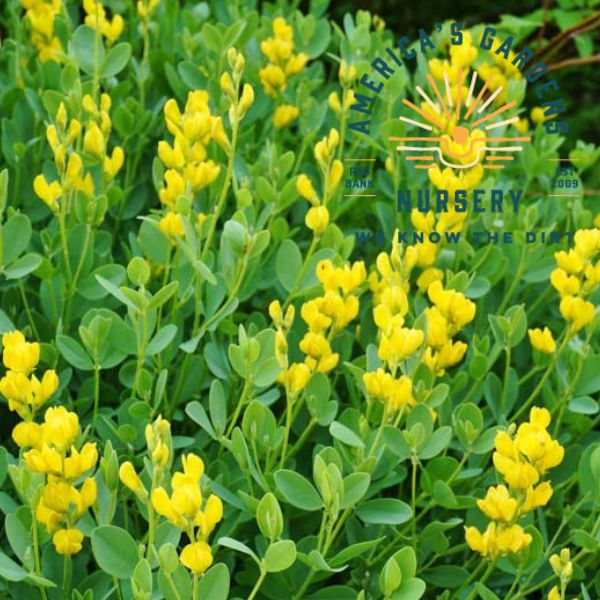 Wild Yellow Baptisia (Indigo)