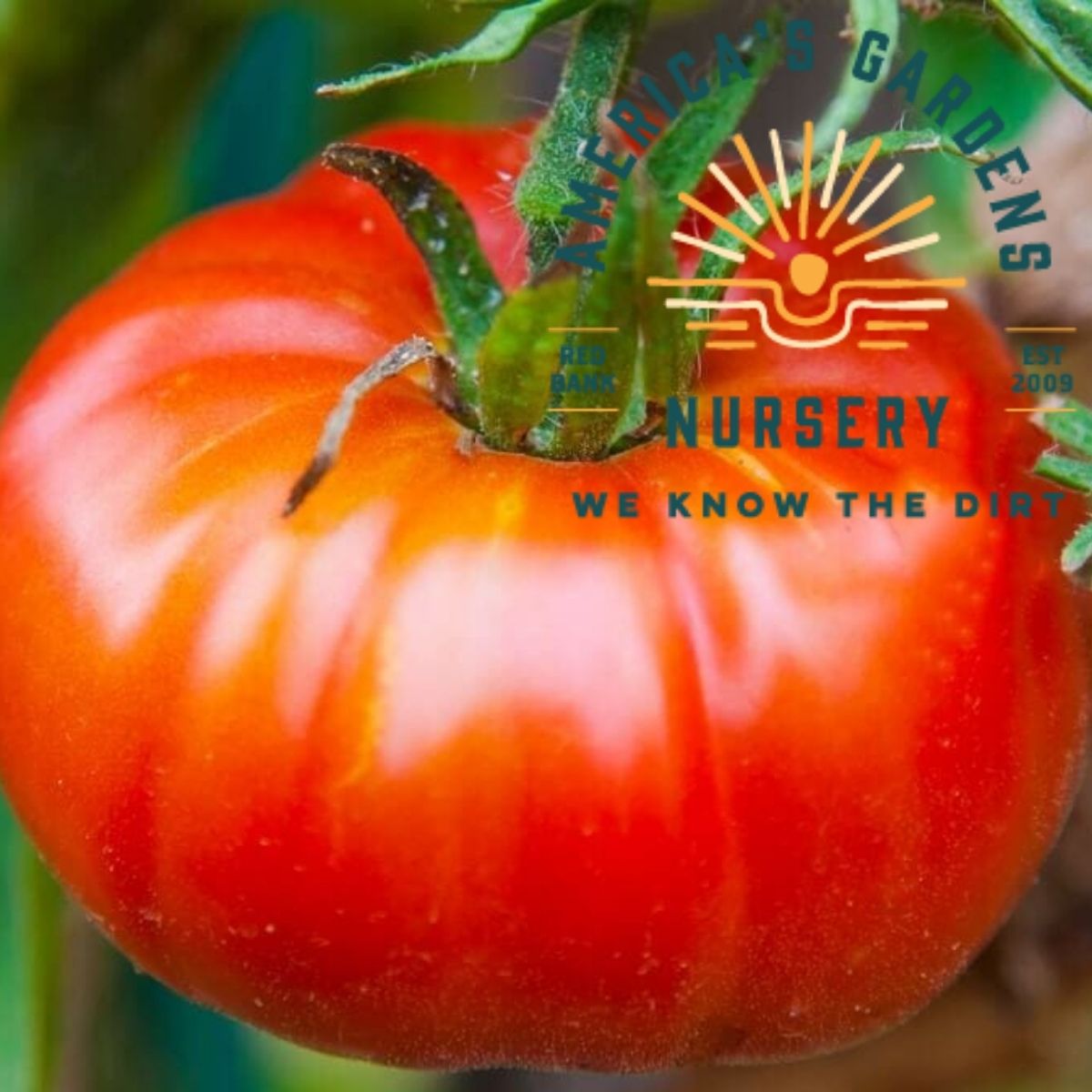 Abe Lincoln Tomato Plant - America's Gardens Nursery