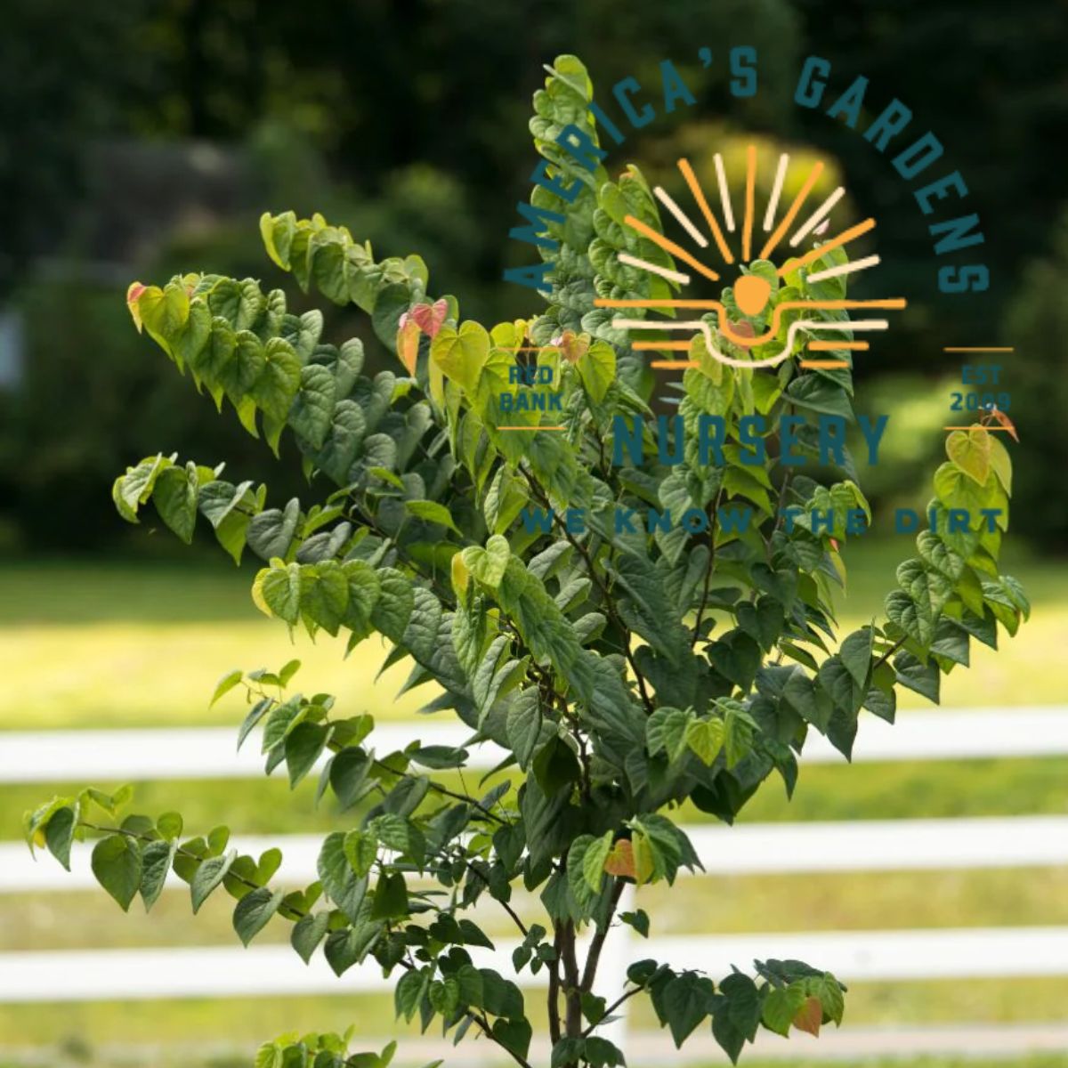 Ace of Hearts Redbud Tree - America's Gardens Nursery
