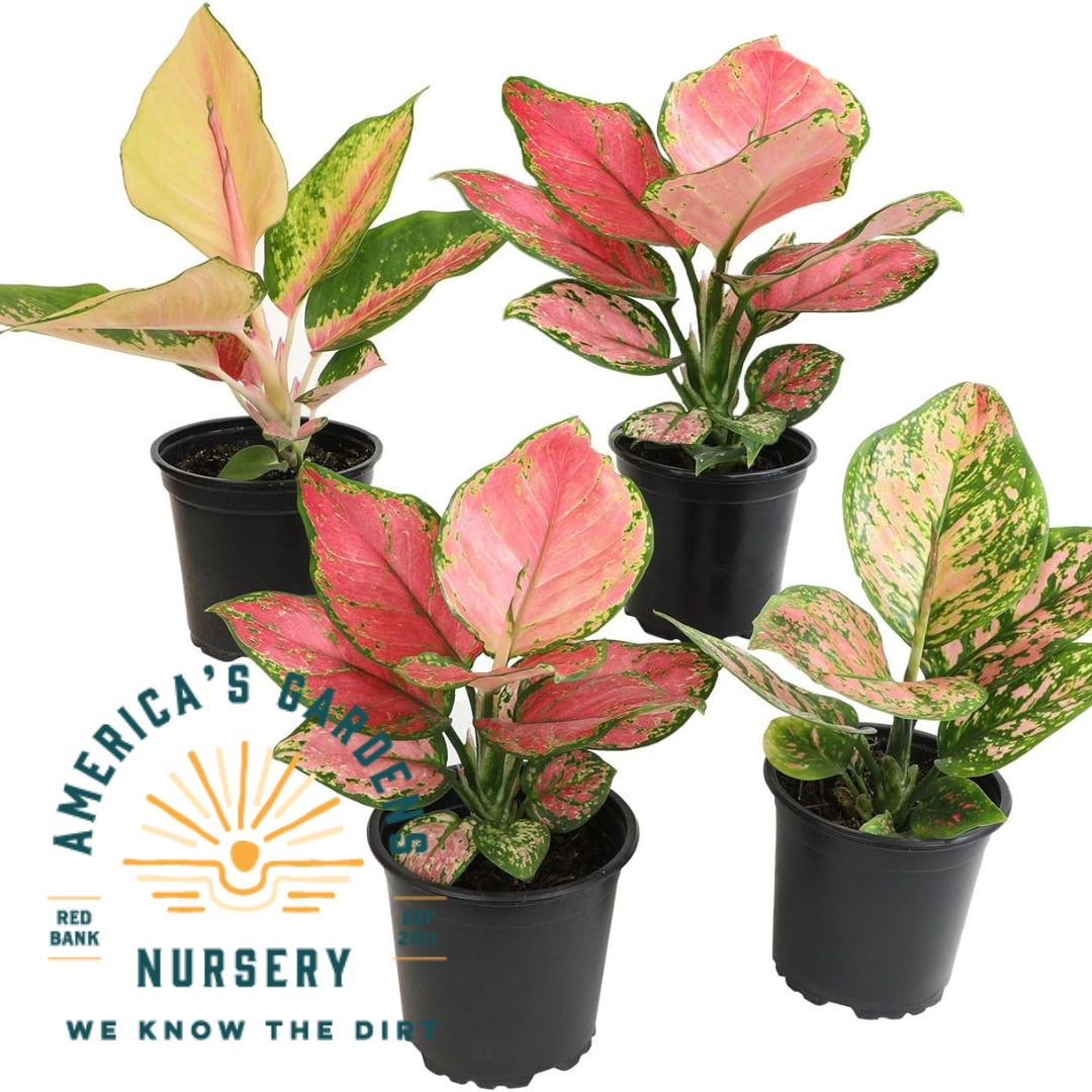 Aglaonema Colorful Assorted - America's Gardens Nursery