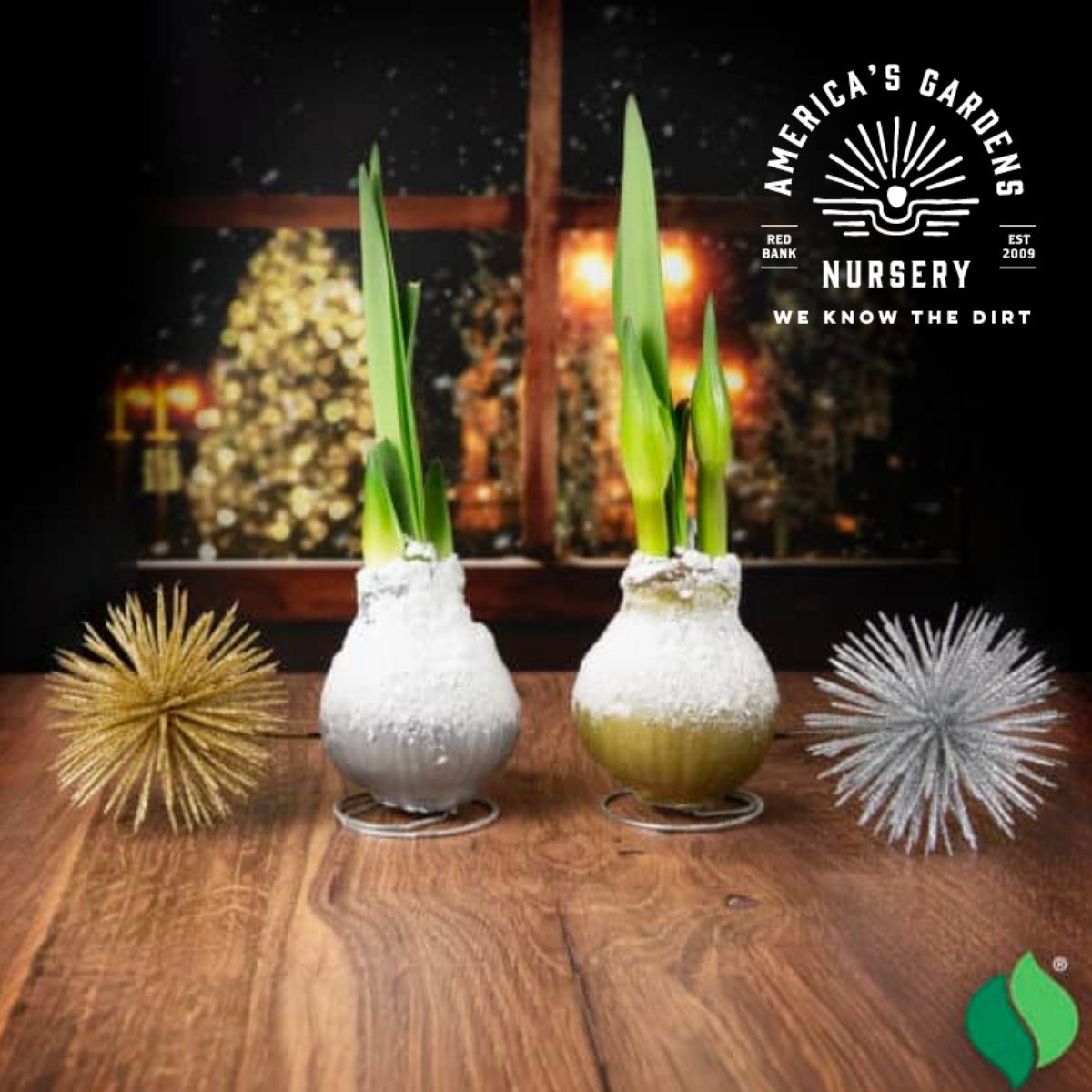 Amaryllis - America's Gardens Nursery