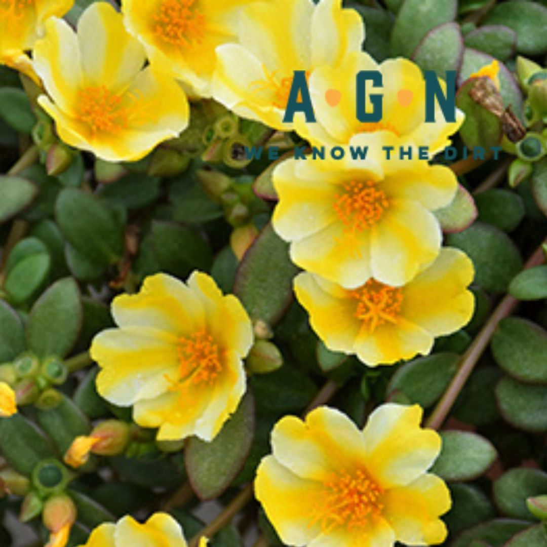 Annual Filled Hanging Baskets - America's Gardens Nursery