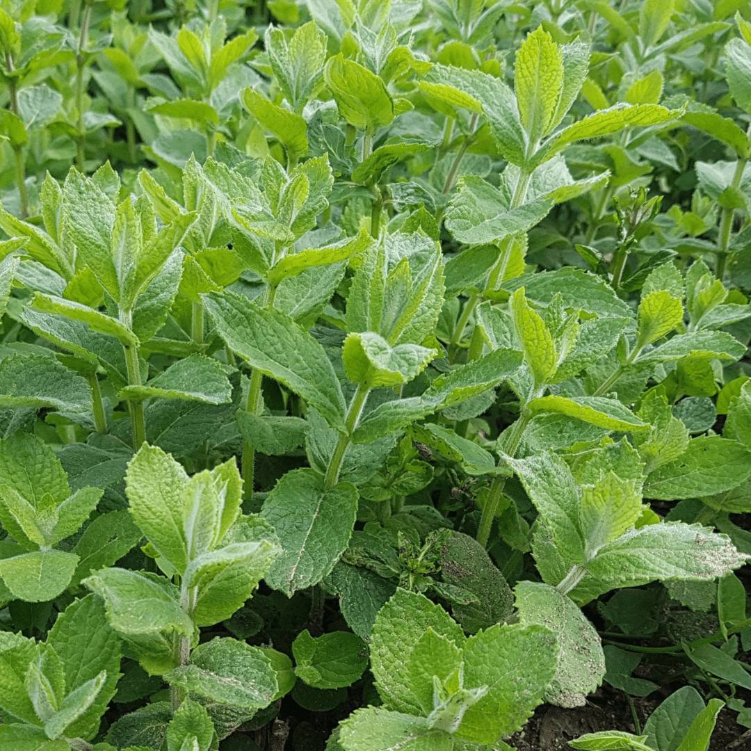 Apple (Appletini) Mint Plant - America's Gardens Nursery