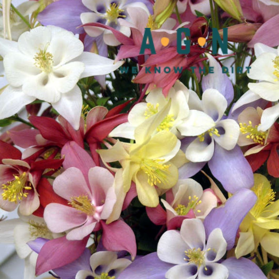 Aquilegia (Columbine) - America's Gardens Nursery
