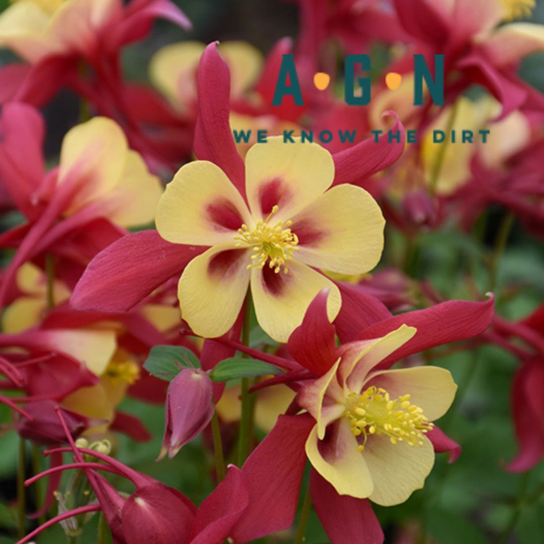 Aquilegia (Columbine) - America's Gardens Nursery