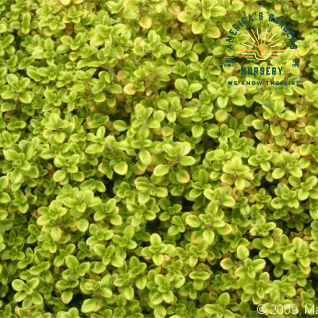 Archers Gold Creeping Thyme - America's Gardens Nursery
