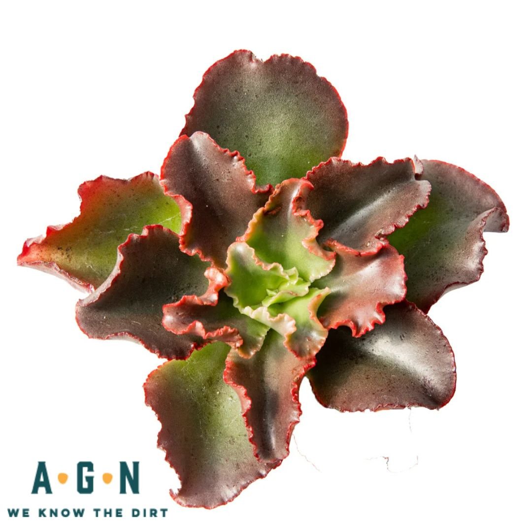 Assorted Succulents - America's Gardens Nursery