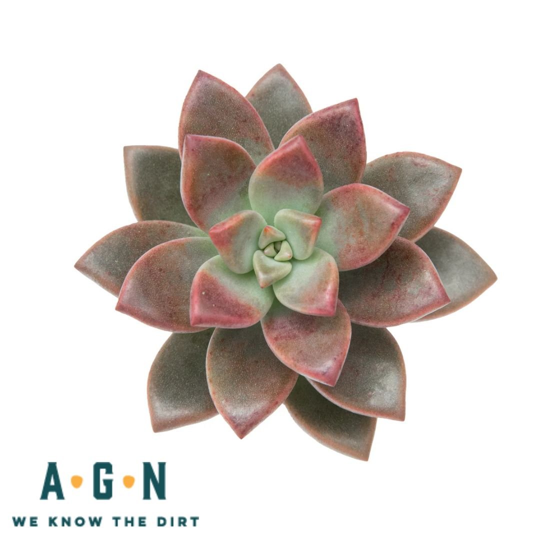 Assorted Succulents - America's Gardens Nursery