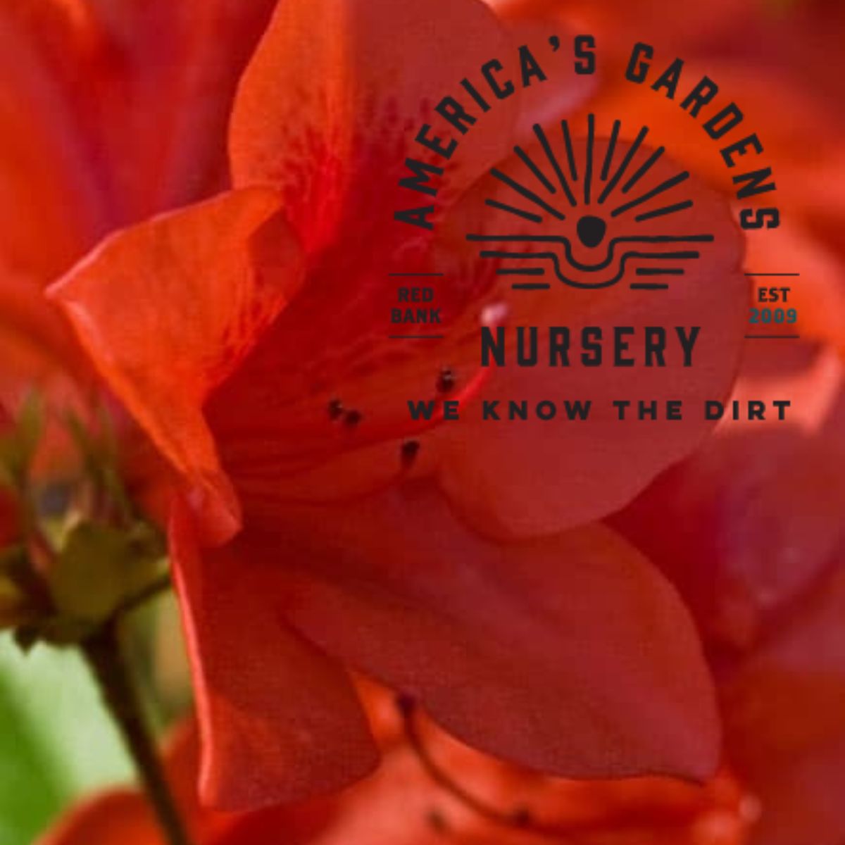 Autumn Bravo Encore Azalea - America's Gardens Nursery