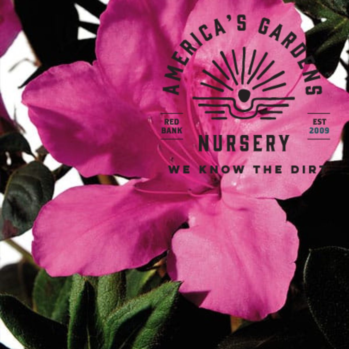 Autumn Sangria Encore Azalea - America's Gardens Nursery