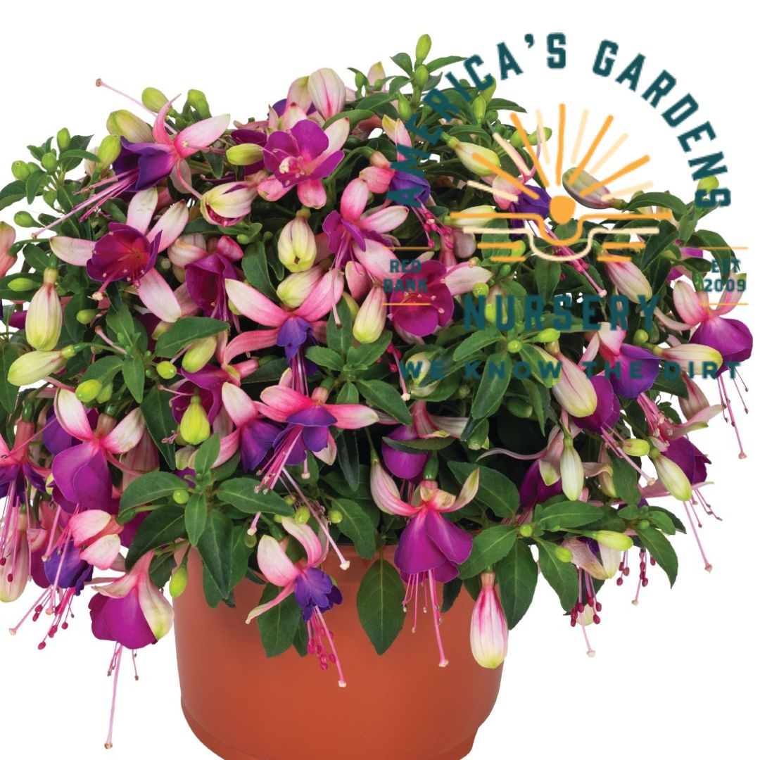 Ballerina Fuchsia - America's Gardens Nursery