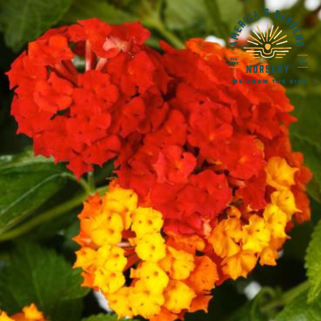 Bandolero Lantana - America's Gardens Nursery