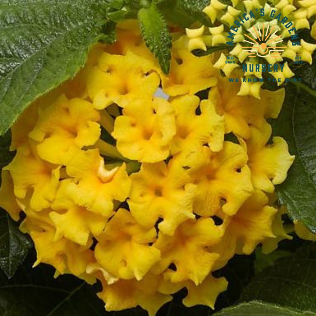 Bandolero Lantana - America's Gardens Nursery