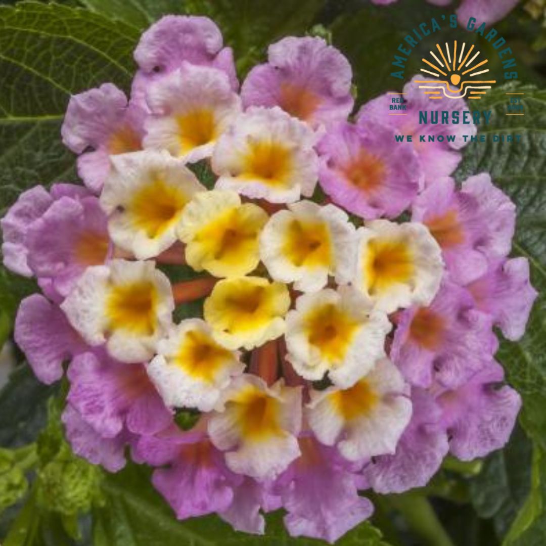 Bandolero Lantana - America's Gardens Nursery