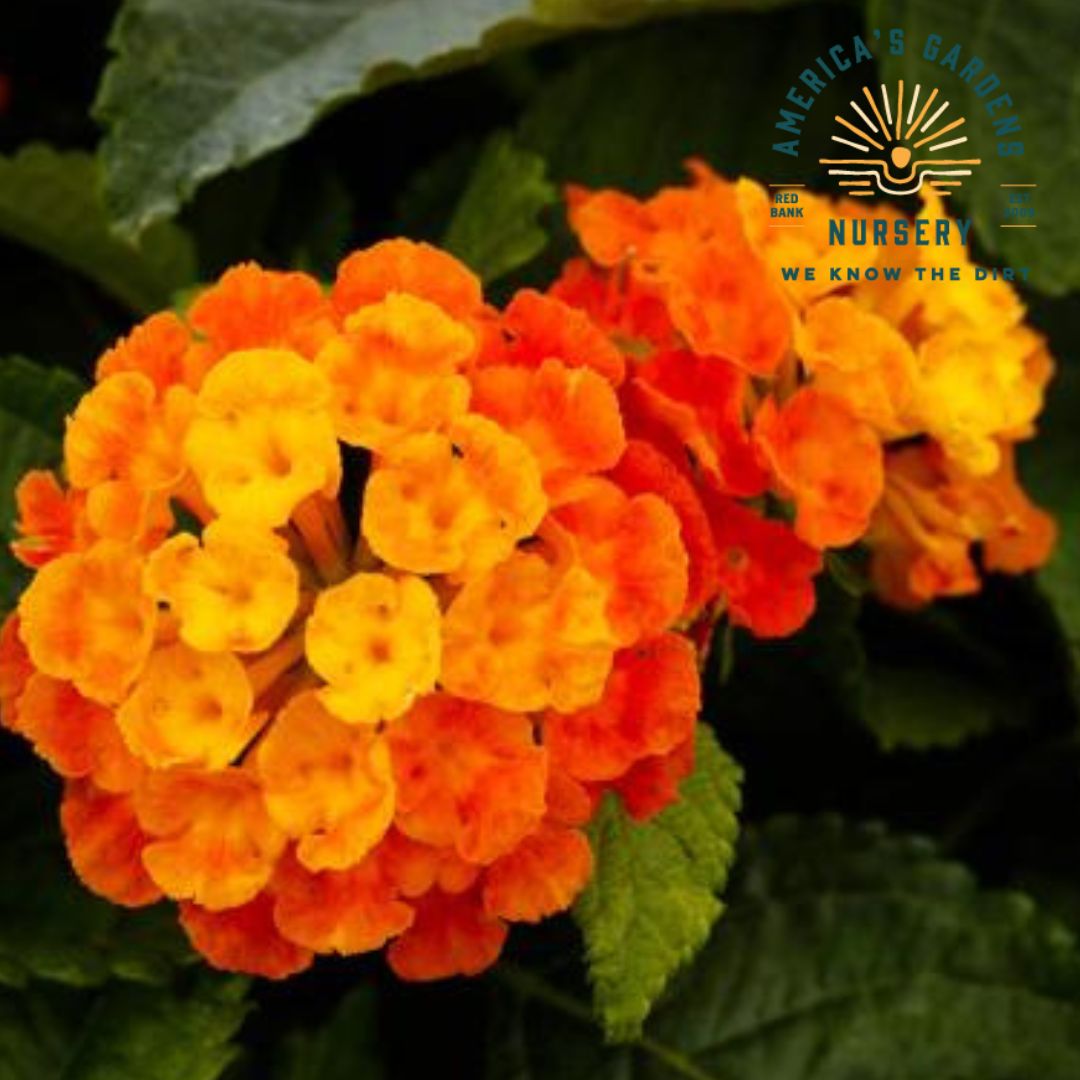 Bandolero Lantana - America's Gardens Nursery