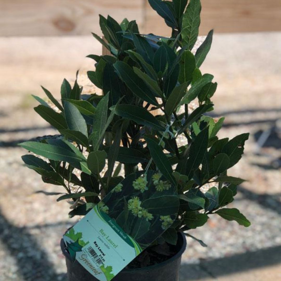 Bay (Leaf) Laurel Tree Form - America's Gardens Nursery