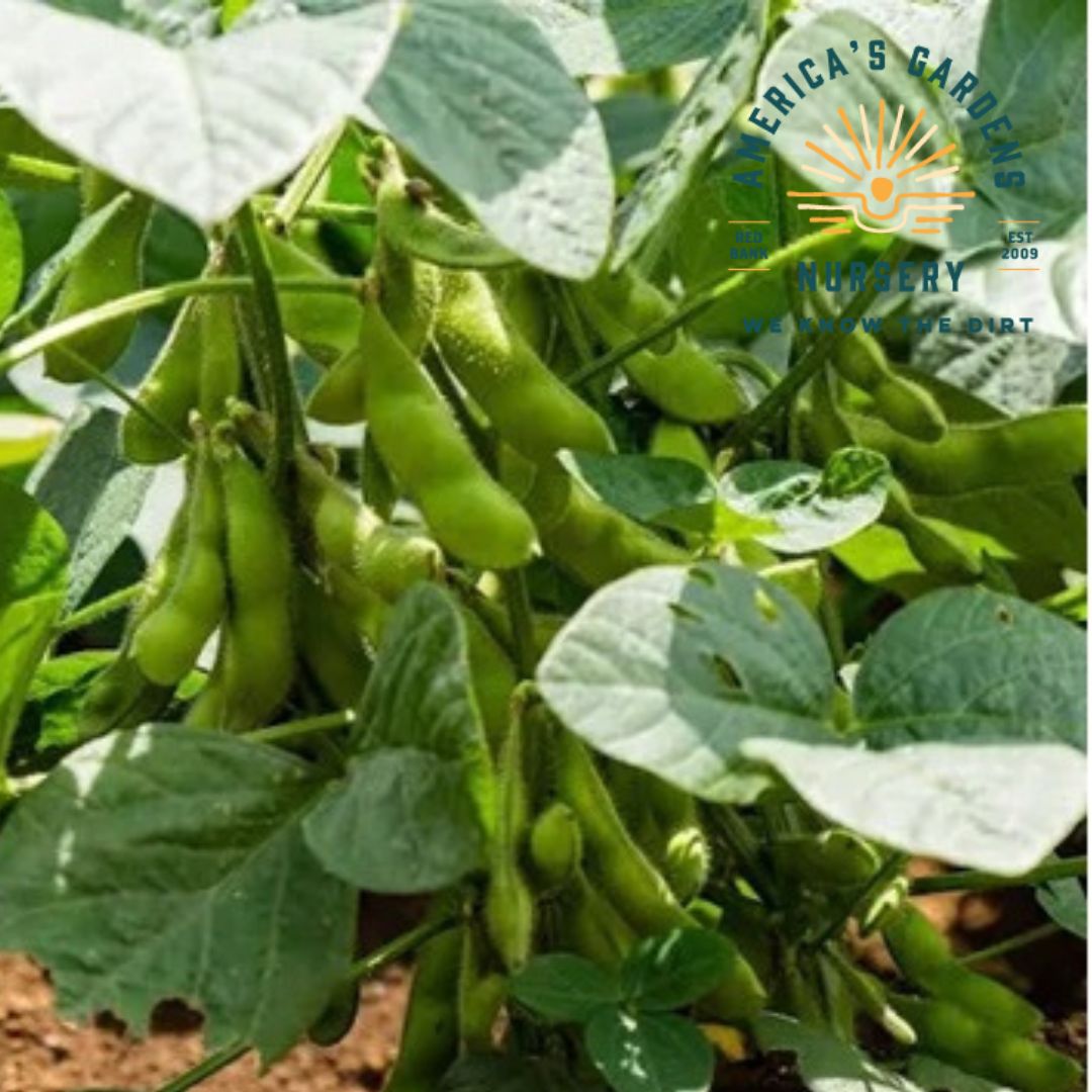 Be Sweet Edamame (Soybean) Plant - America's Gardens Nursery