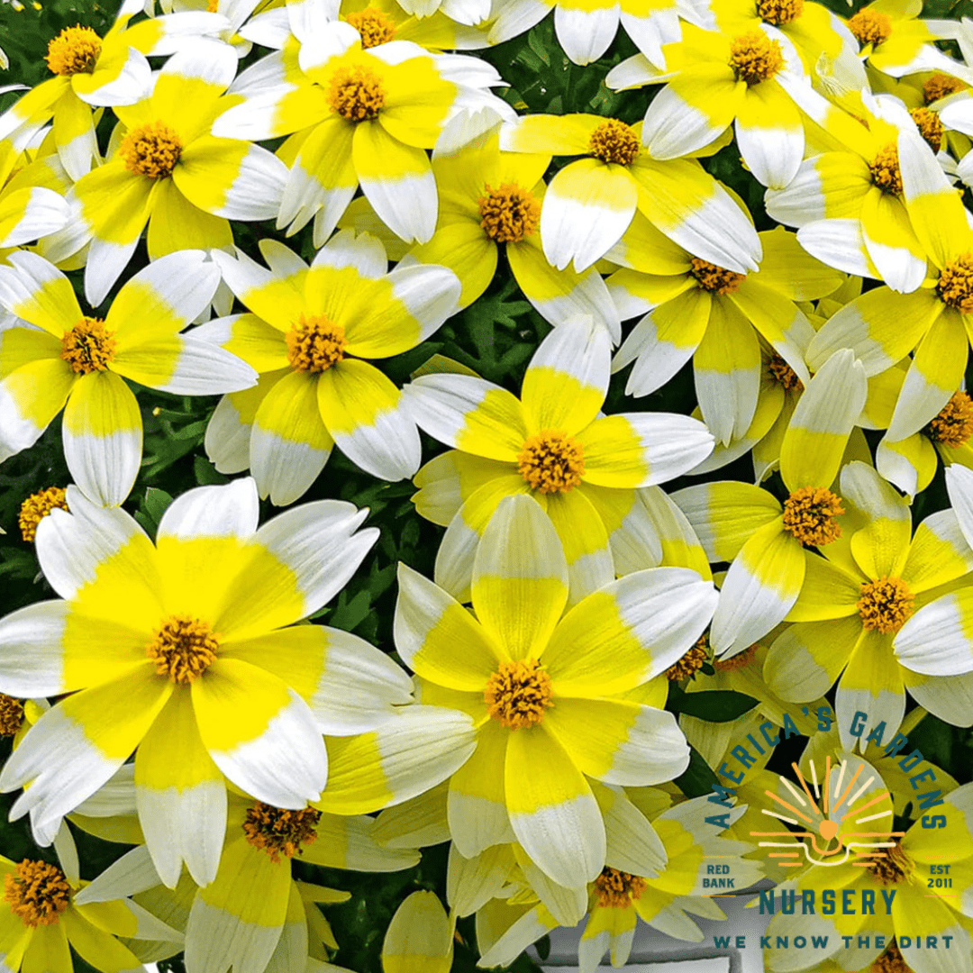 Bee Spicy Electric White Bidens - America's Gardens Nursery