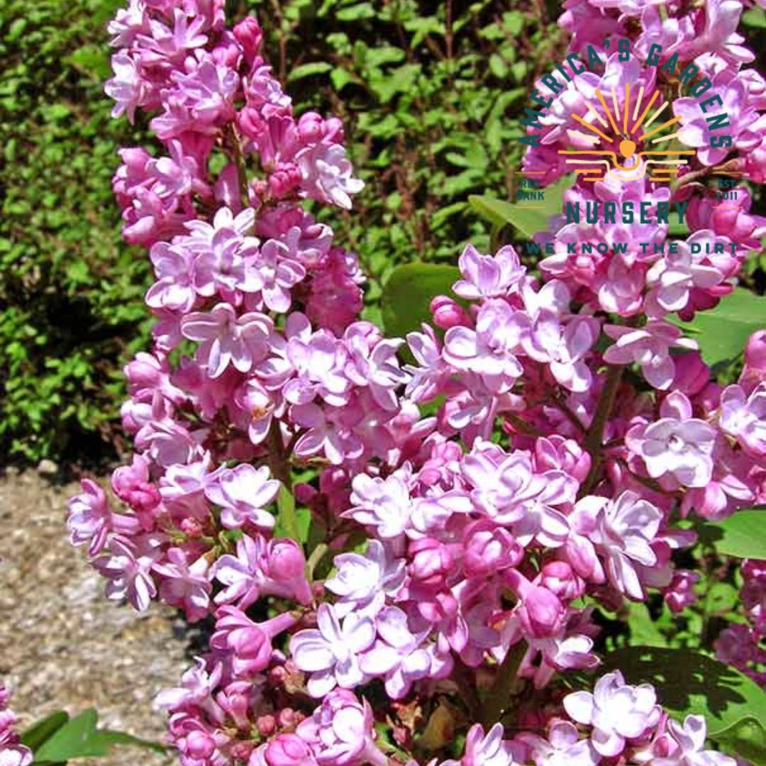 Belle De Nancy Lilac Shrub - America's Gardens Nursery