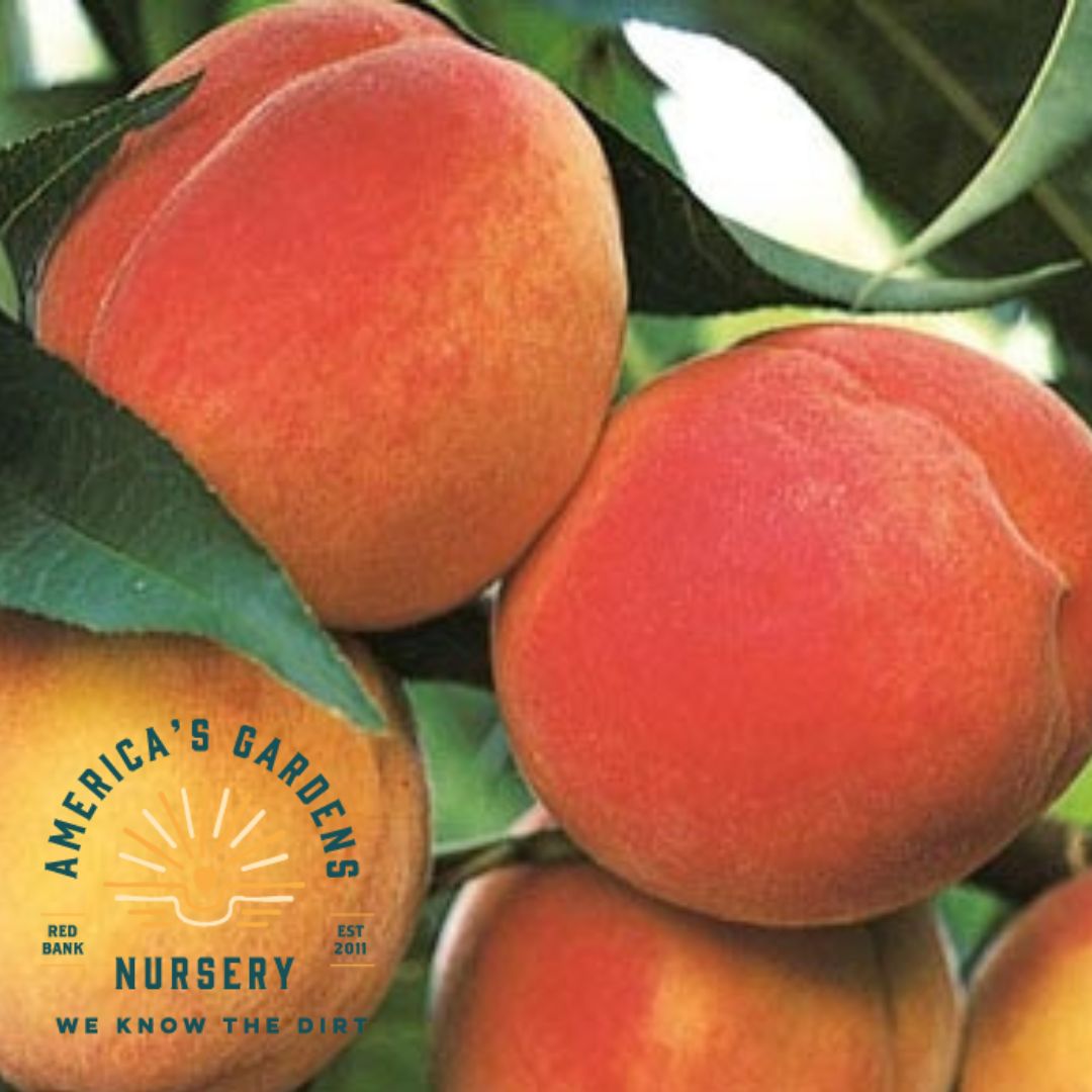 Belle of Georgia Peach Tree - America's Gardens Nursery