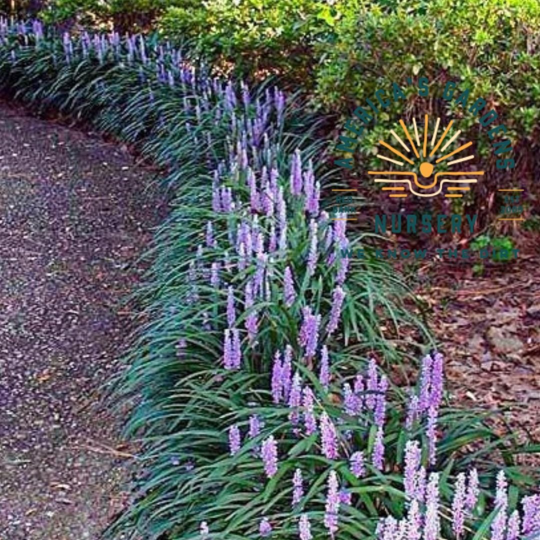 Big Blue Liriope (Monkey Grass) - America's Gardens Nursery