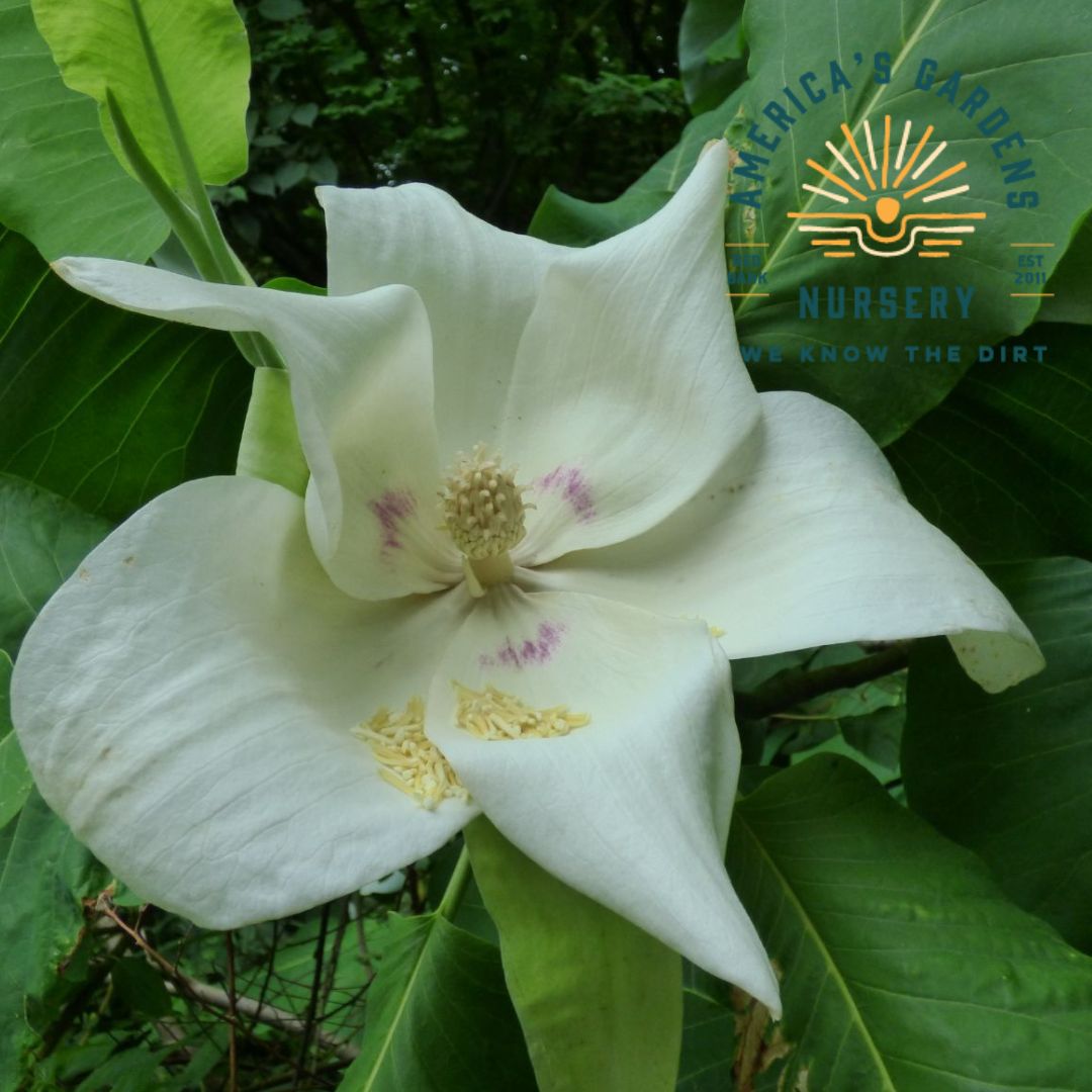 Bigleaf Magnolia - America's Gardens Nursery