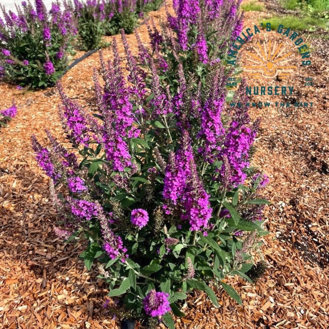 Birthday Cake Butterfly Bush - America's Gardens Nursery