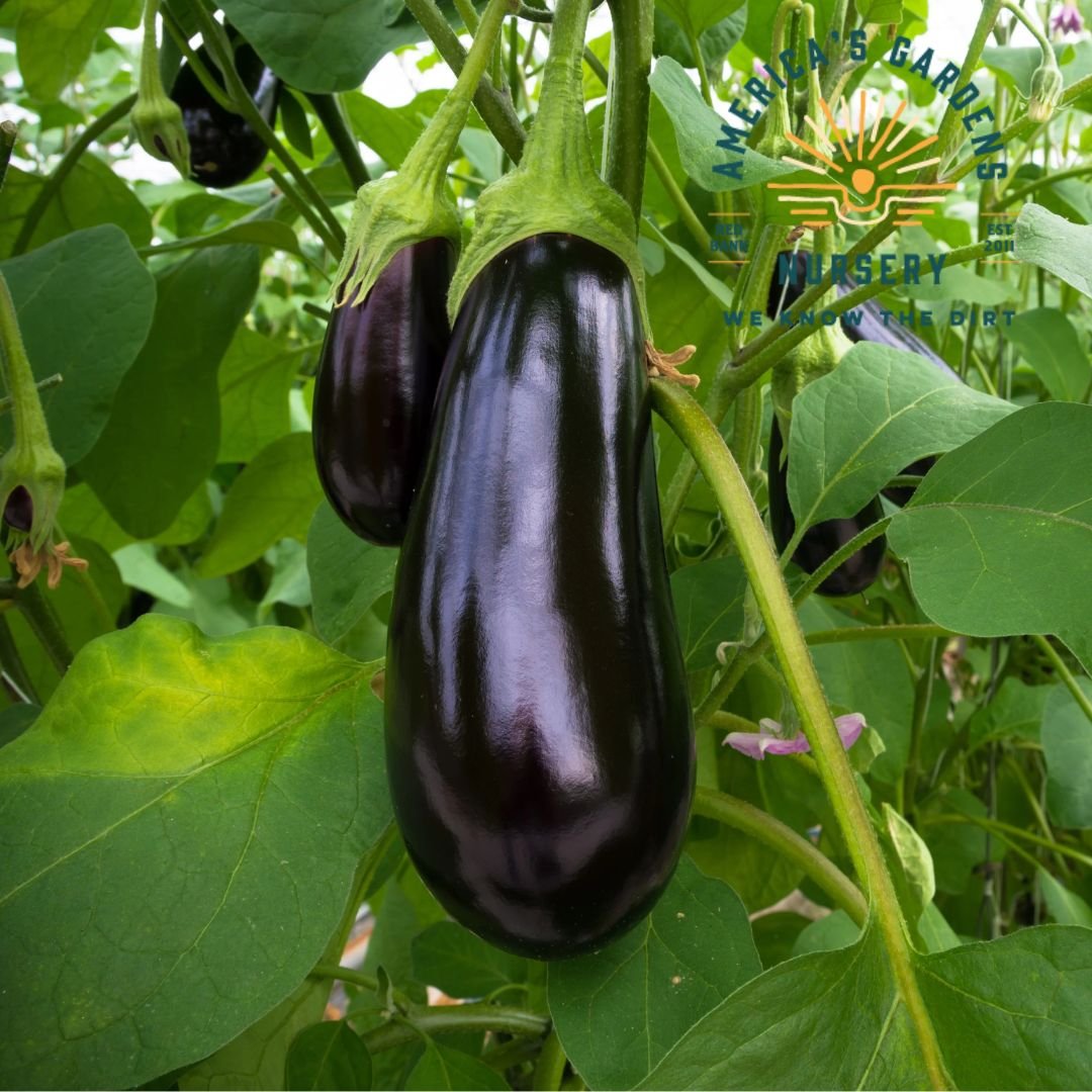 Black Beauty Eggplant - America's Gardens Nursery