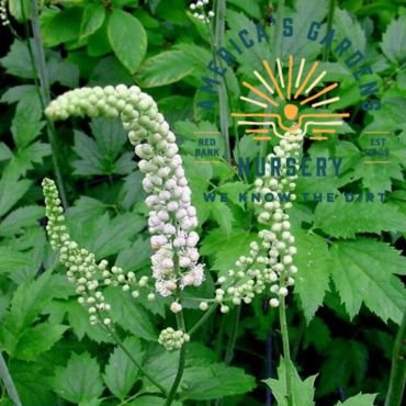 Black Cohosh Plant - America's Gardens Nursery