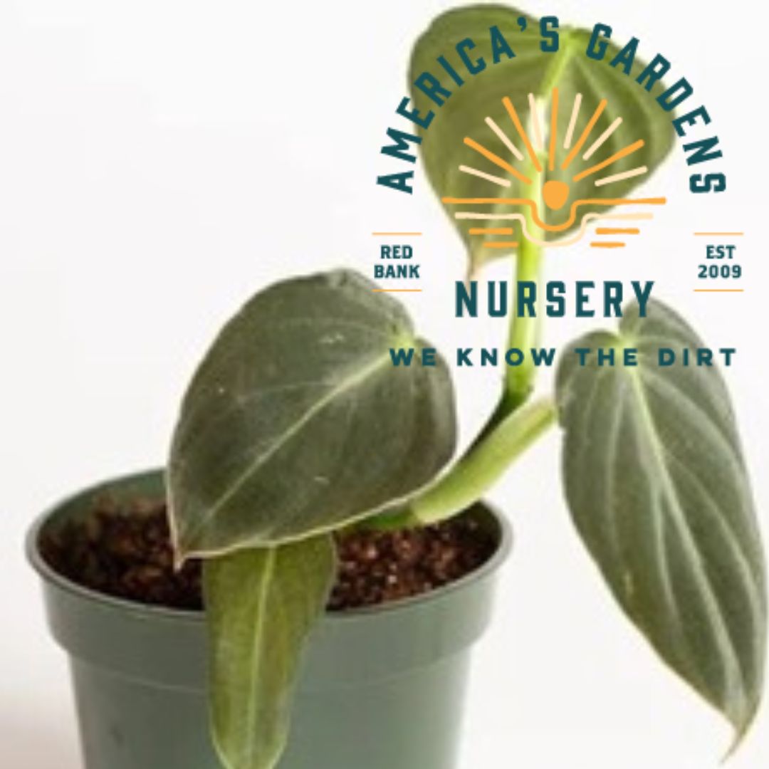 Black Gold Philodendron - America's Gardens Nursery