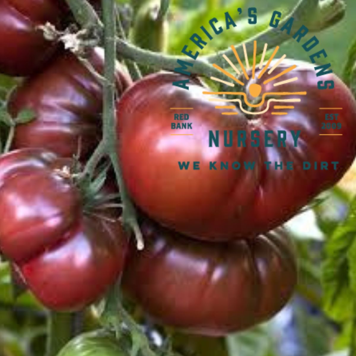 Black Krim Tomato - America's Gardens Nursery