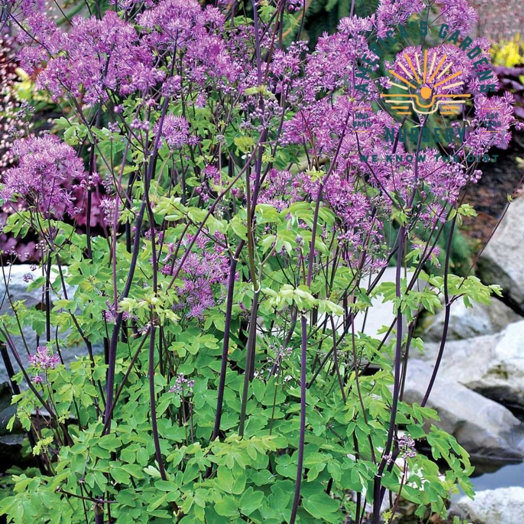 Black Stockings Meadow Rue - America's Gardens Nursery