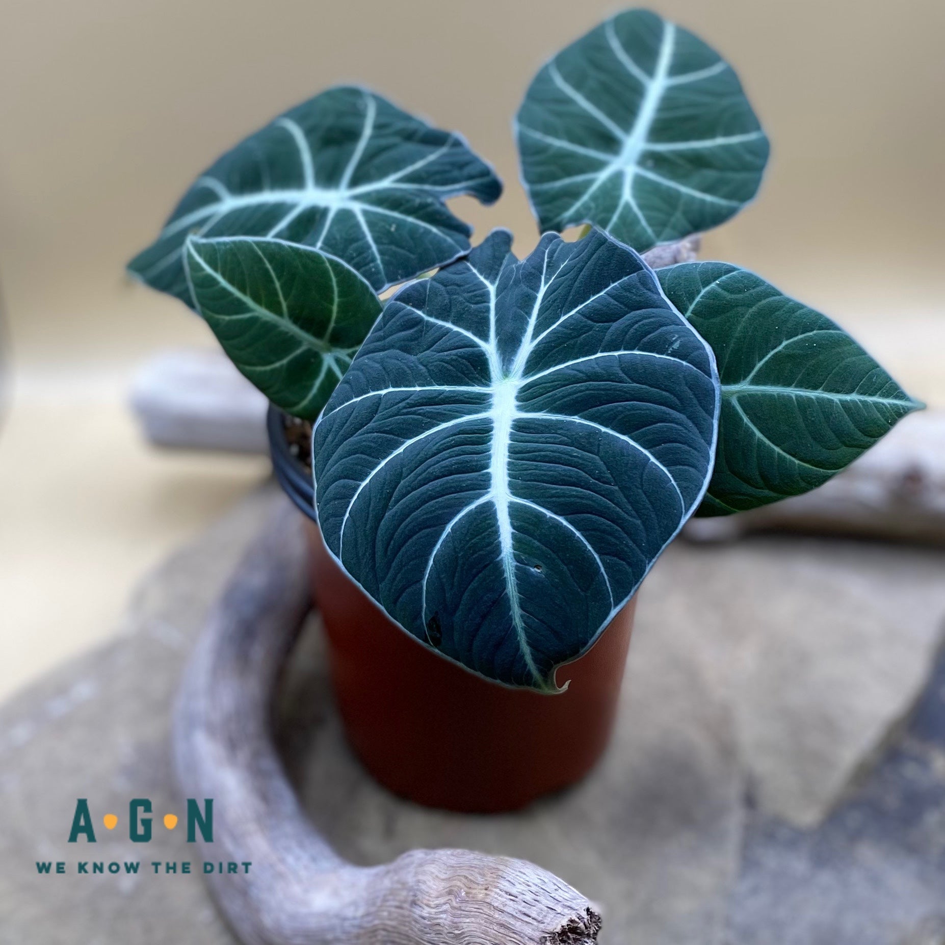 Black Velvet Alocacia – America's Gardens Nursery