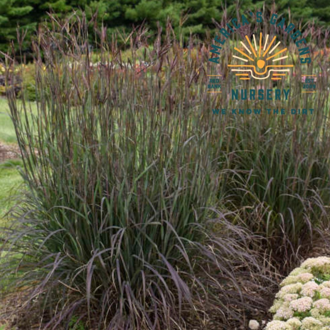 Blackhawks Big Bluestem Grass - America's Gardens Nursery