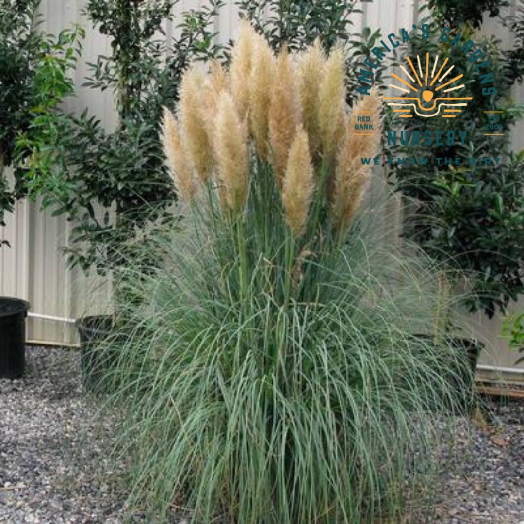 Blue Bayou Pampas Grass - America's Gardens Nursery