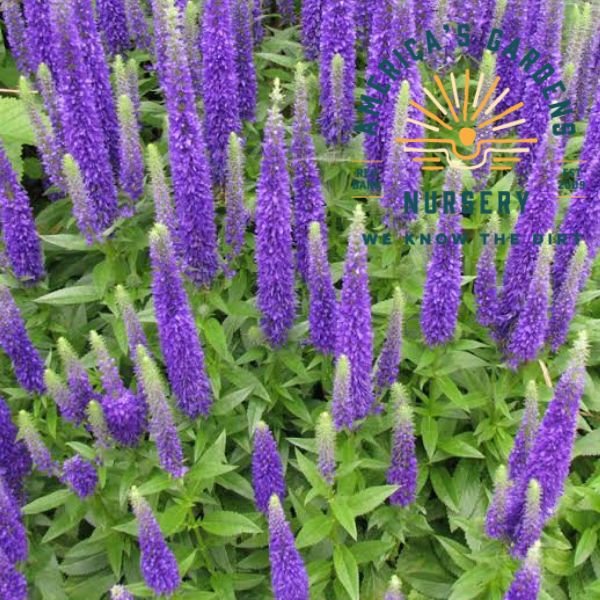 Blue Carpet Veronica - America's Gardens Nursery