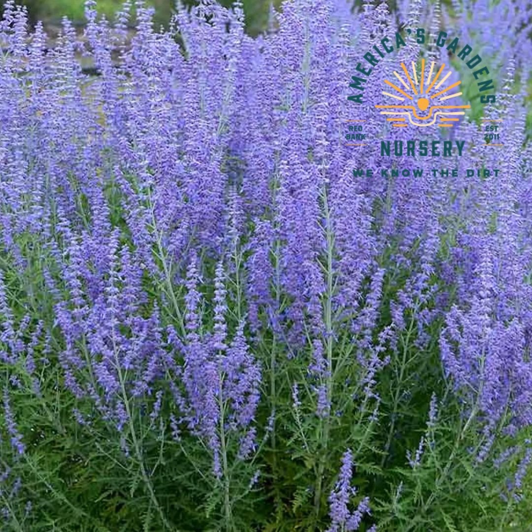 Blue Jean Baby Russian Sage - America's Gardens Nursery