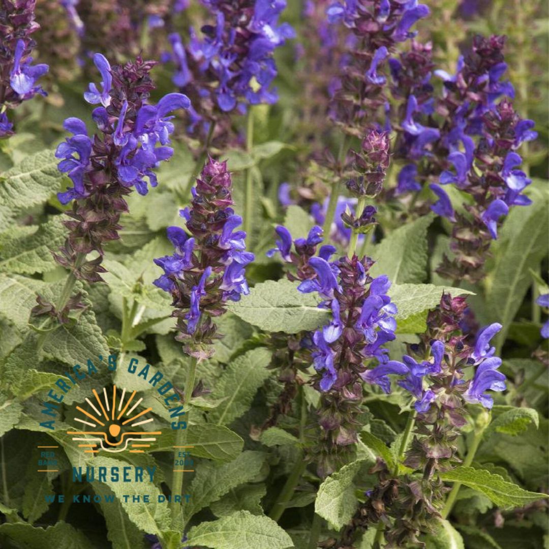 Blue Marvel Salvia - America's Gardens Nursery